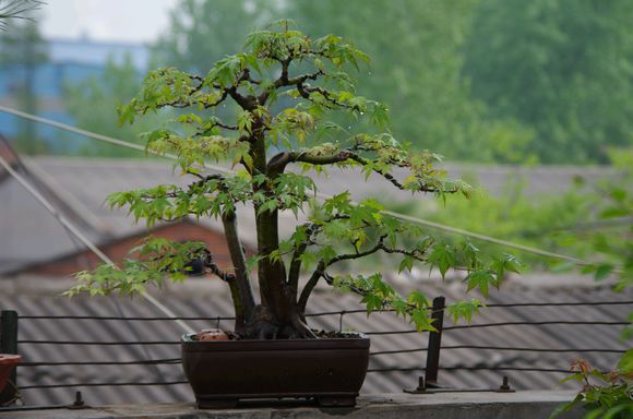 盆盆栽 - 热门商品专区