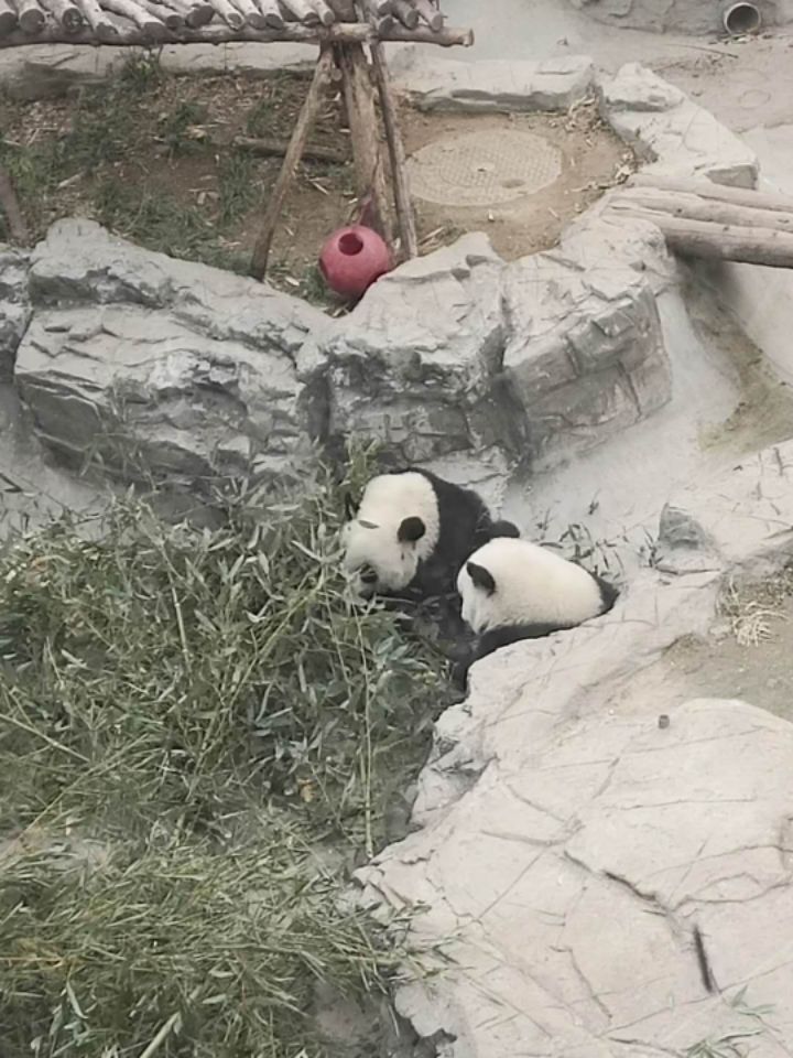 鞠婧祎 百度百科