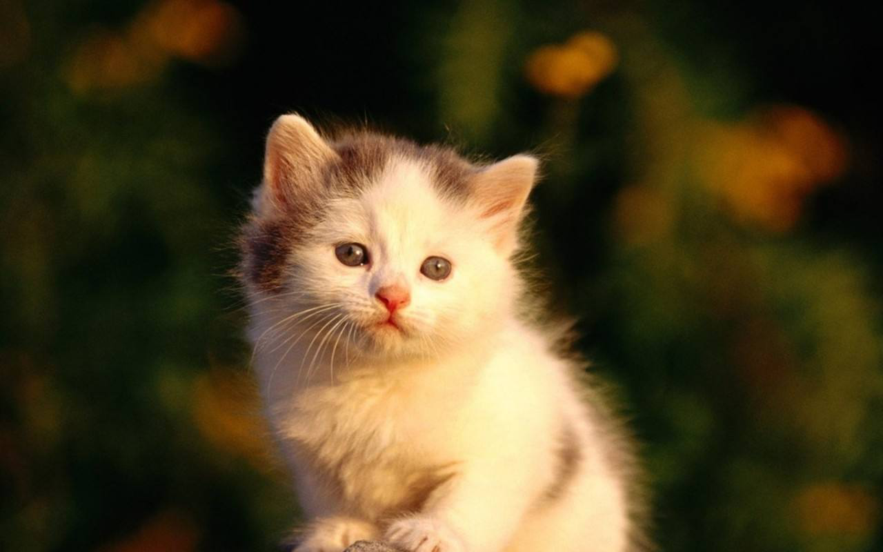 盘点最小的四种猫咪,可爱迷你,想养的看过来