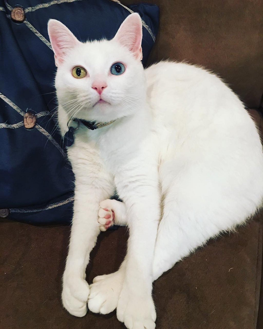 动物趣图# 白色异瞳猫咪,一只眼里装着戈壁沙漠,一只眼里装着星辰