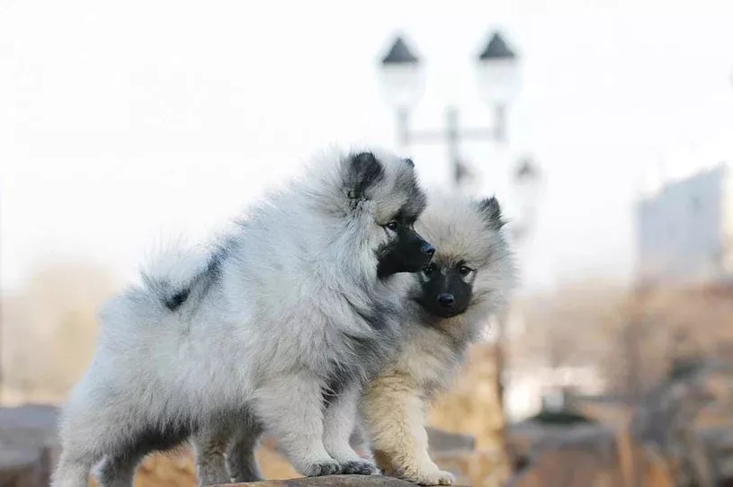 每日一寵 荷蘭毛獅犬