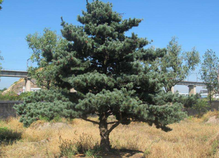 五针松:因其叶五针一束而得名,是松科类常绿乔木或变种的灌木