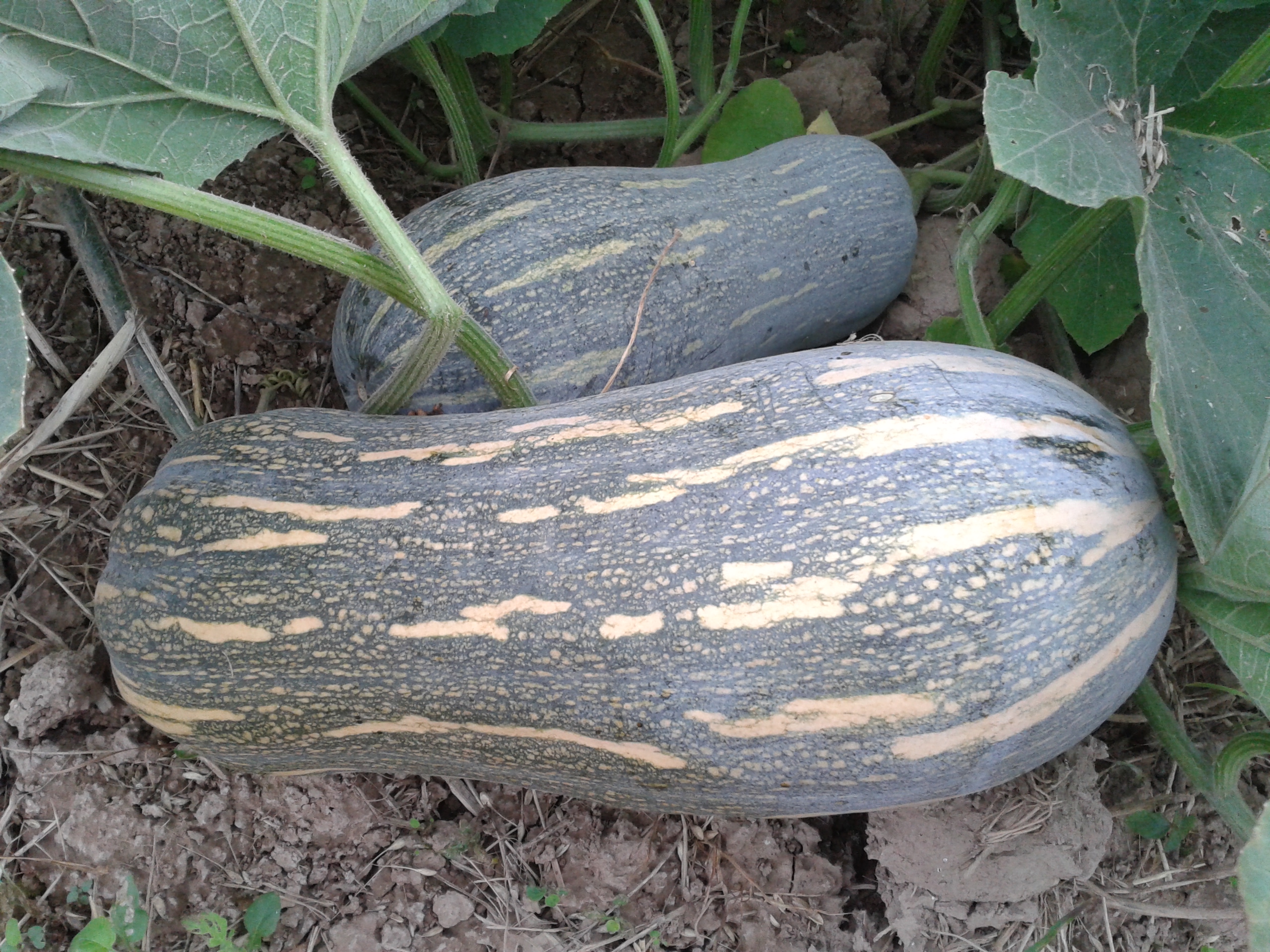 南瓜加它炒,等于天然"泻药",吃了大肚腩不见了,还能降血压