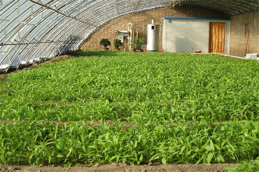 空心菜 - 优质问答专区