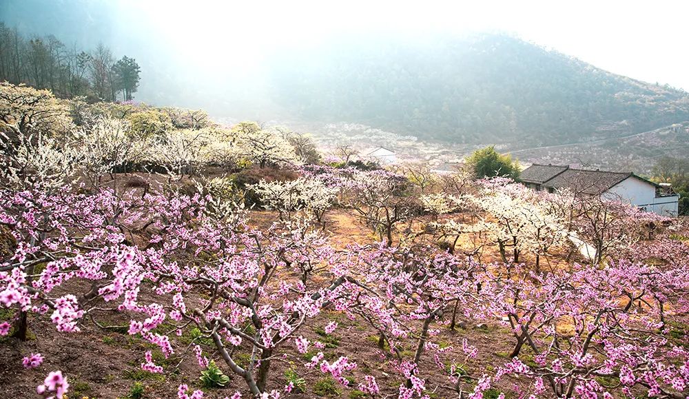 漢源縣九襄鎮申溝村萬畝桃花開,奼紫嫣紅醉遊人