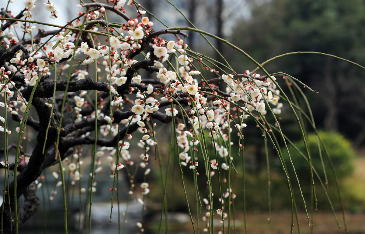 一日一花一诗:白梅