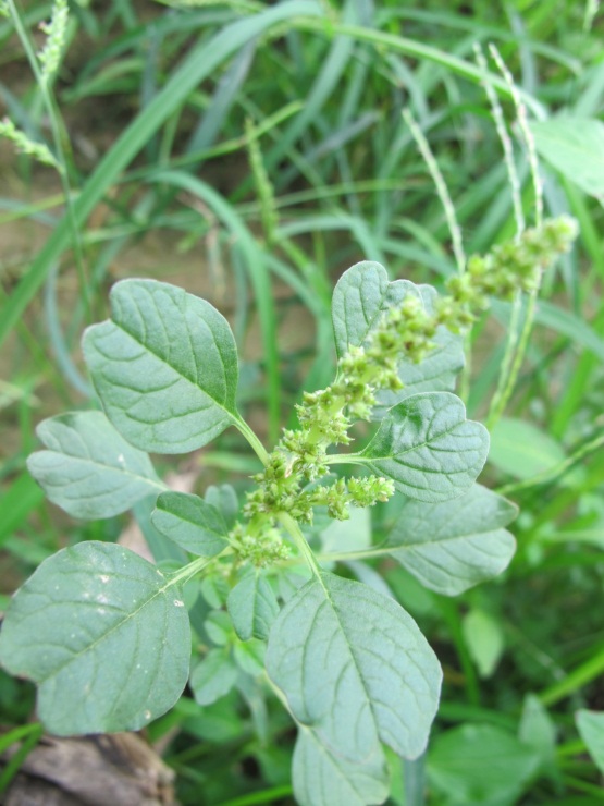 图7 凹头苋植株形态特征-花