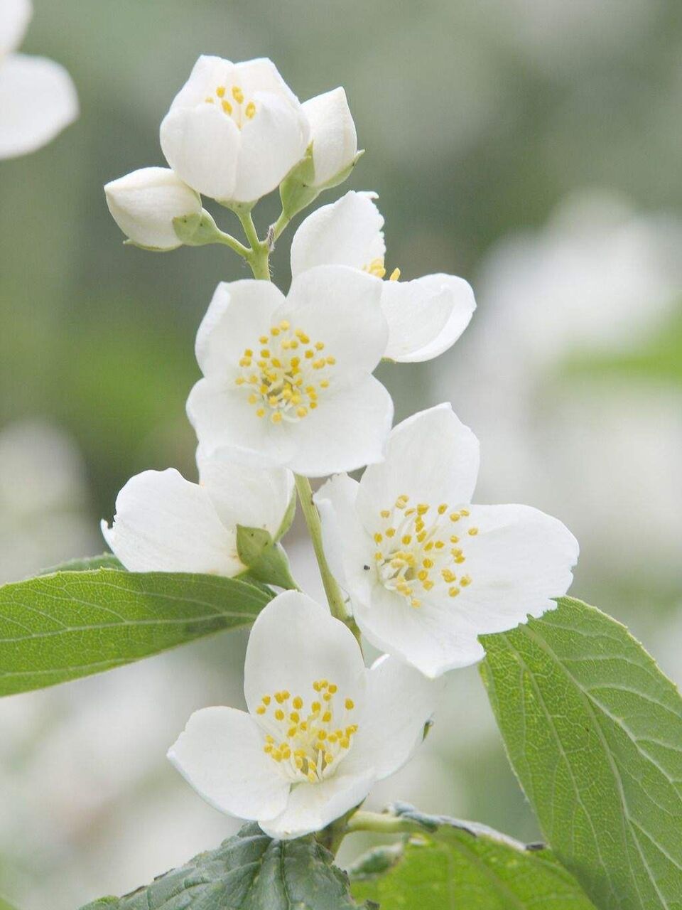 想要减肥效果好,请喝三花减肥茶