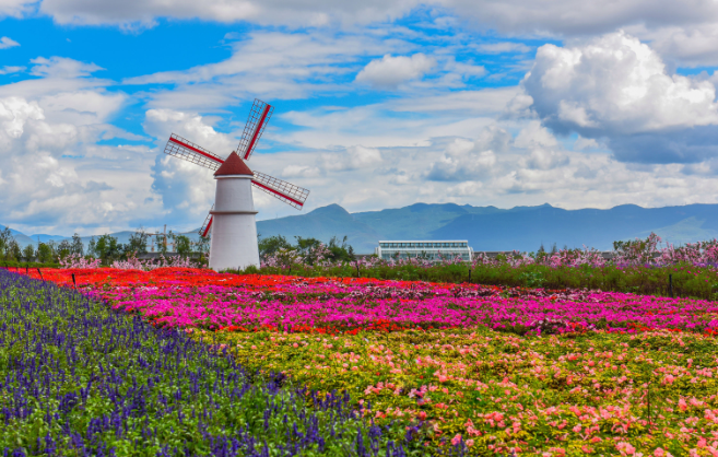 随着四季变幻,雪山花海乐园会根据不同花卉品种的花期,种上不一样的