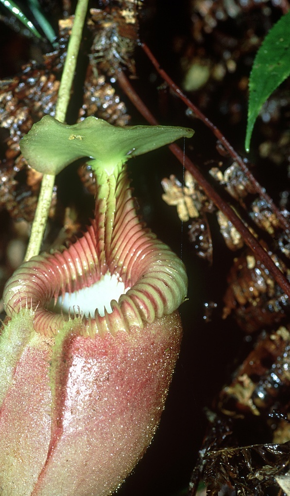 植物知识科普,小编带你了解长毛猪笼草