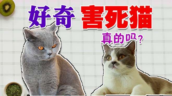 [图]都说好奇害死猫？这句西方谚语竟然和薛定谔的猫有关系