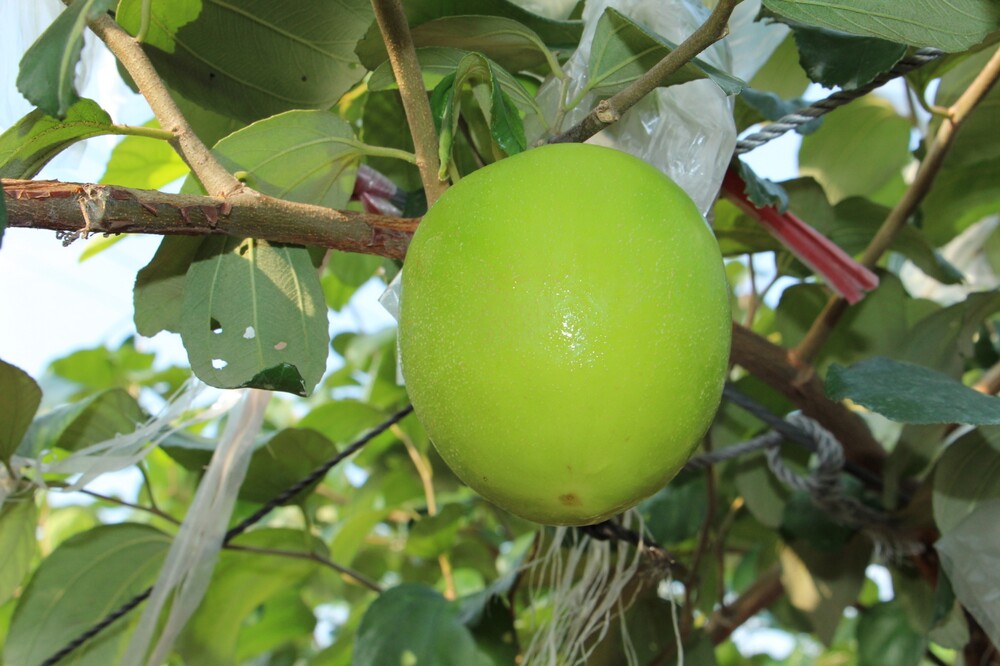 今天小编带您去看看海南的青枣果园