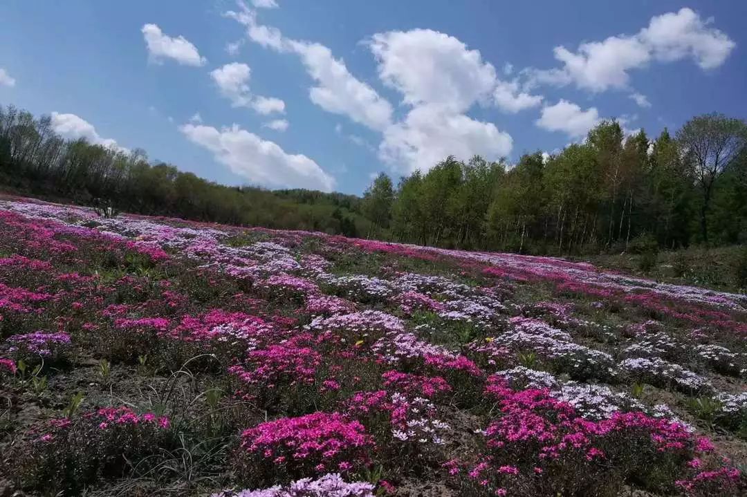 长白山之夏—乐游白山|五月,遇见最美的花海
