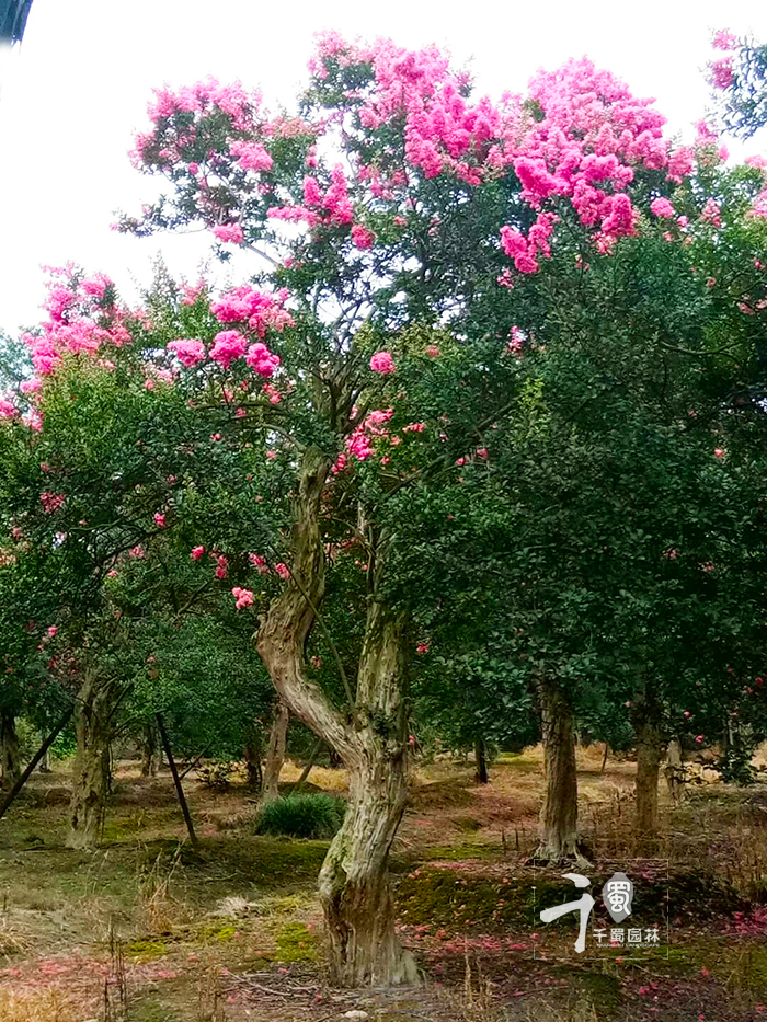这样来说相信大家就很容易理解我们为什么更偏爱"紫薇"这个品种了吧!