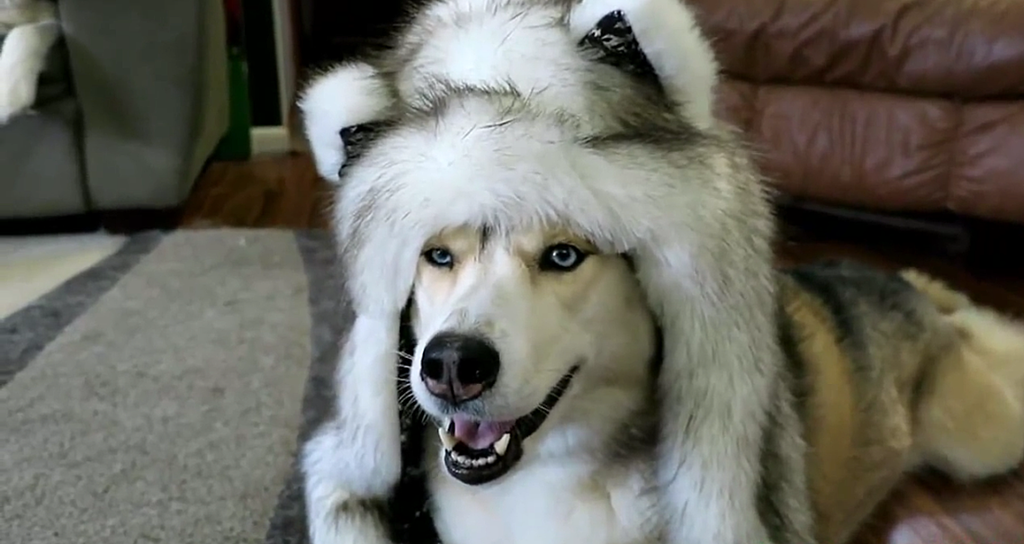 网友给哈士奇披上狼皮后惊艳到我了,看到后面却差点没憋住