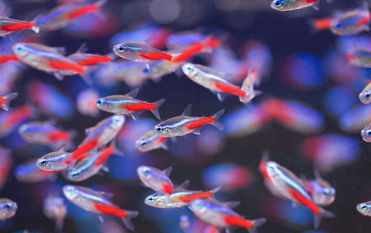 你见过灯鱼群游的景象吗?这么做,才能让灯鱼展现群游效果