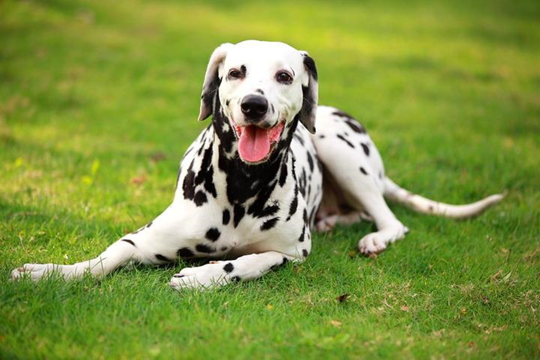 它们的警惕性好,肌肉健壮有力,身材匀称,是欧美比较常见的狗狗