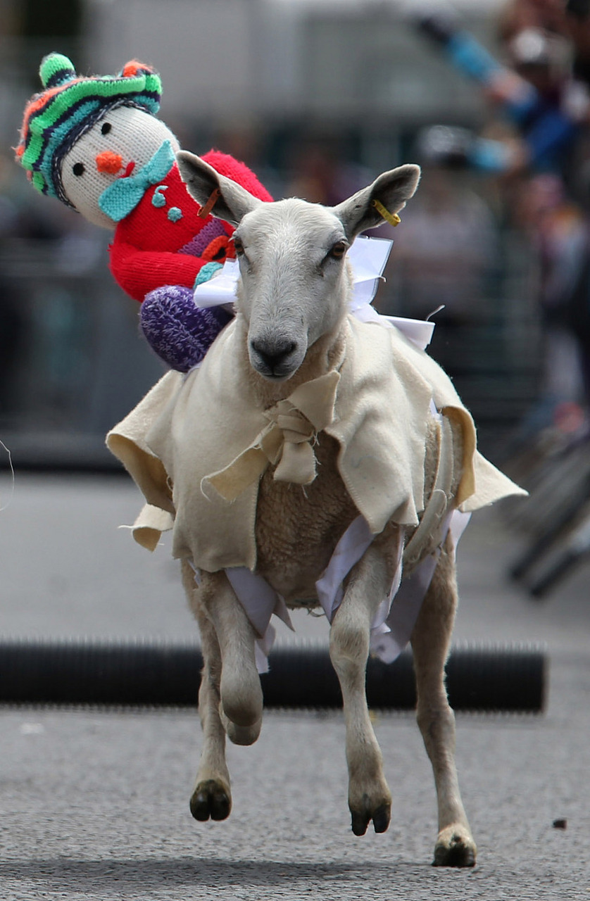 动物趣图# 绵羊时装秀～^o