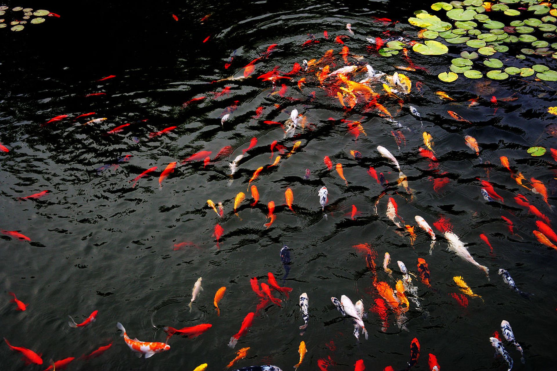 锦鲤在荷塘中欢快地跃动,倒映出池塘的美景.