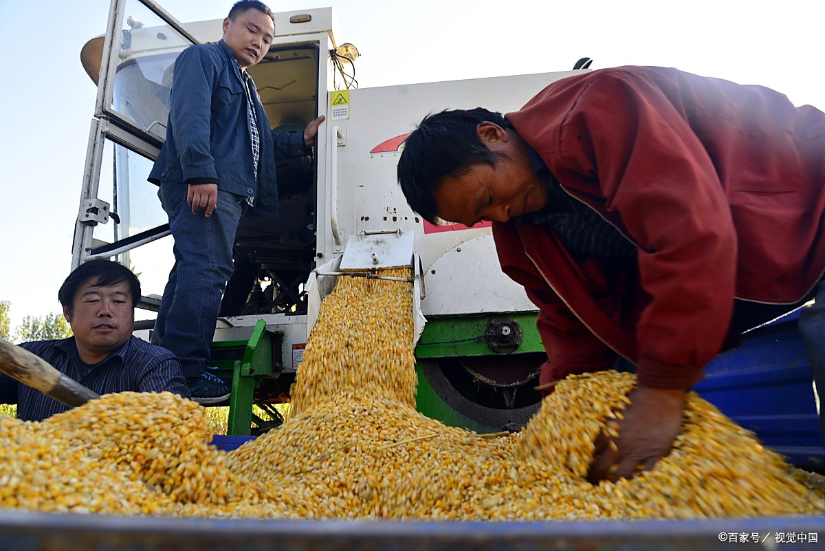 玉米- 热门商品专区