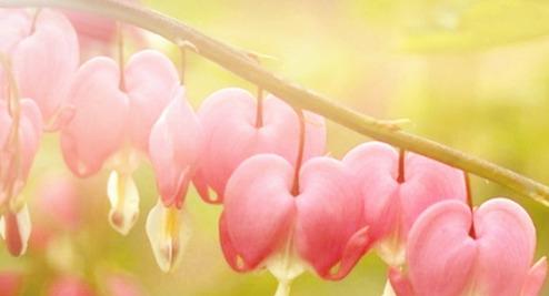 喜欢养花,不如养盆世界上最奇特的花:铁锤兰,长着似昆虫的唇瓣