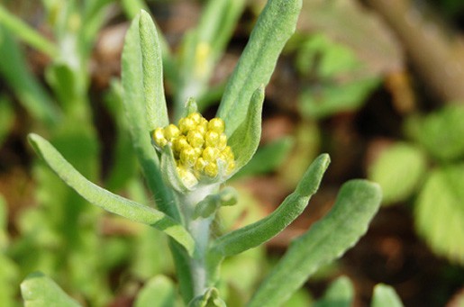 农村一种能做"清明馃"的野菜,药用价值也很高