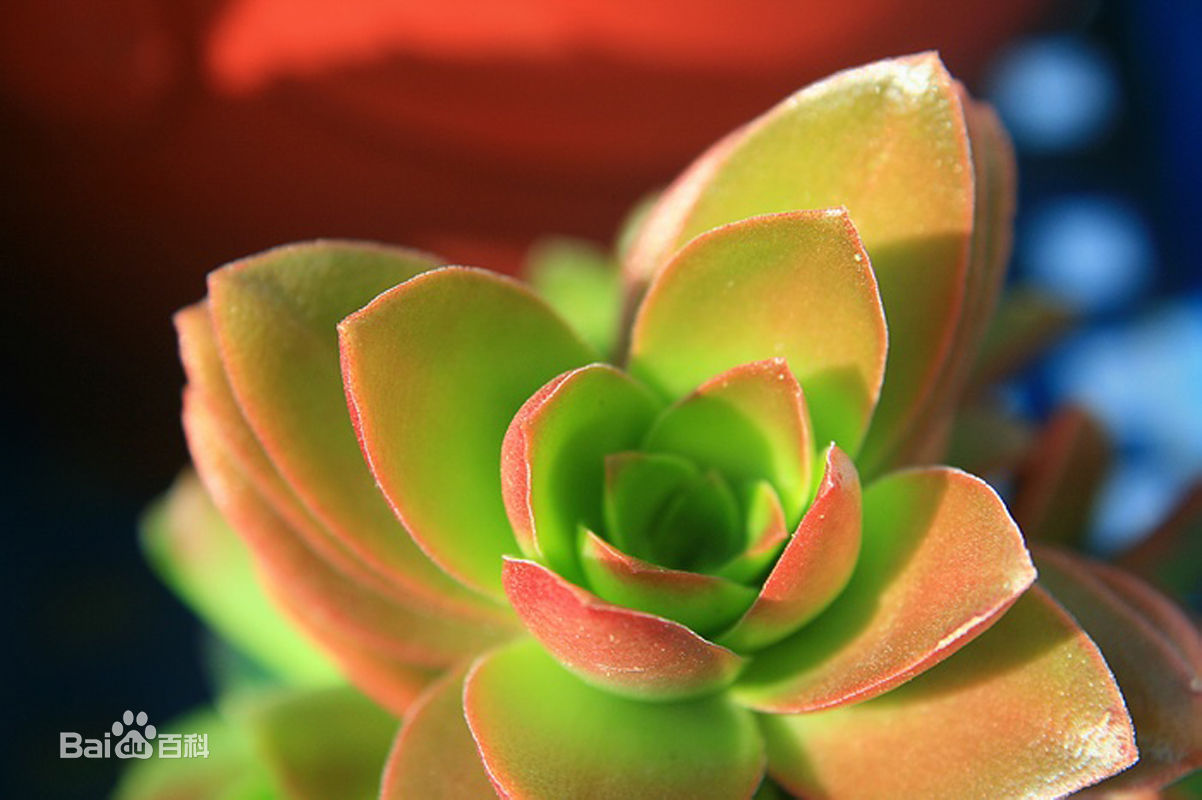 火祭锦的五大养殖方法