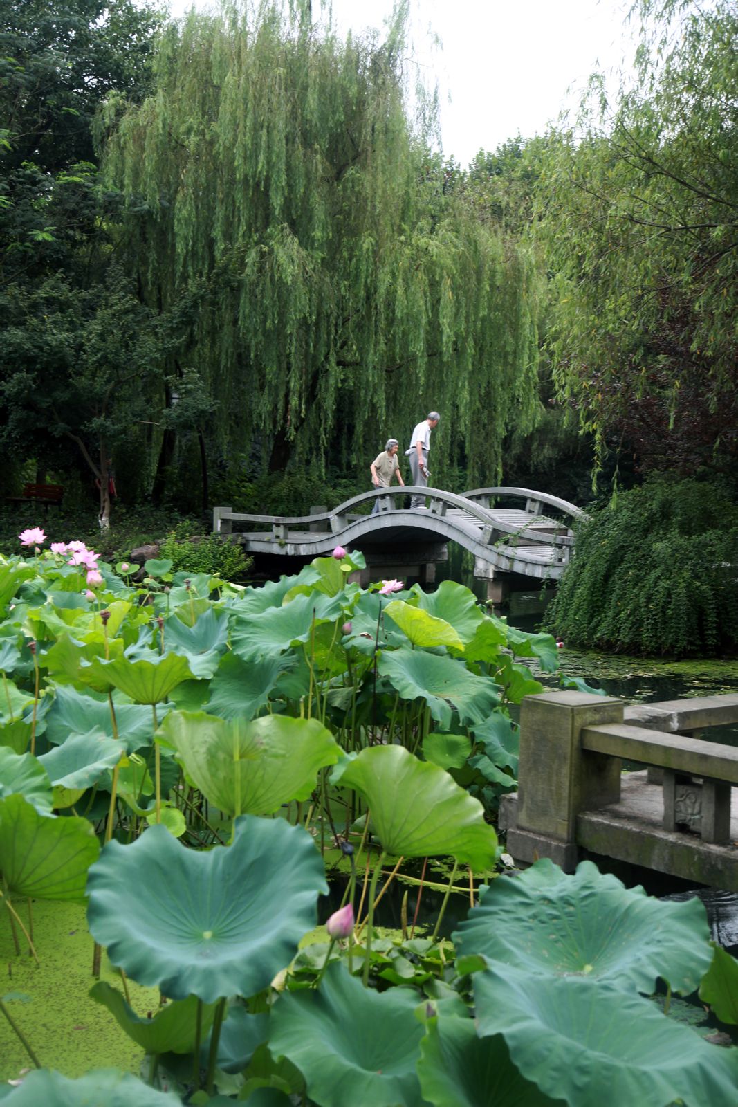 細數風景清幽的旅遊景點,杭州麴院風荷,金華雙林寺自然也在其中