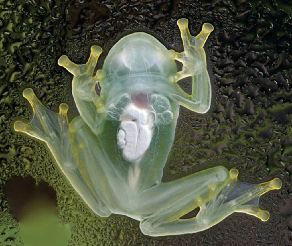 这5种透明动物,你见过几个,最后一个亮了!