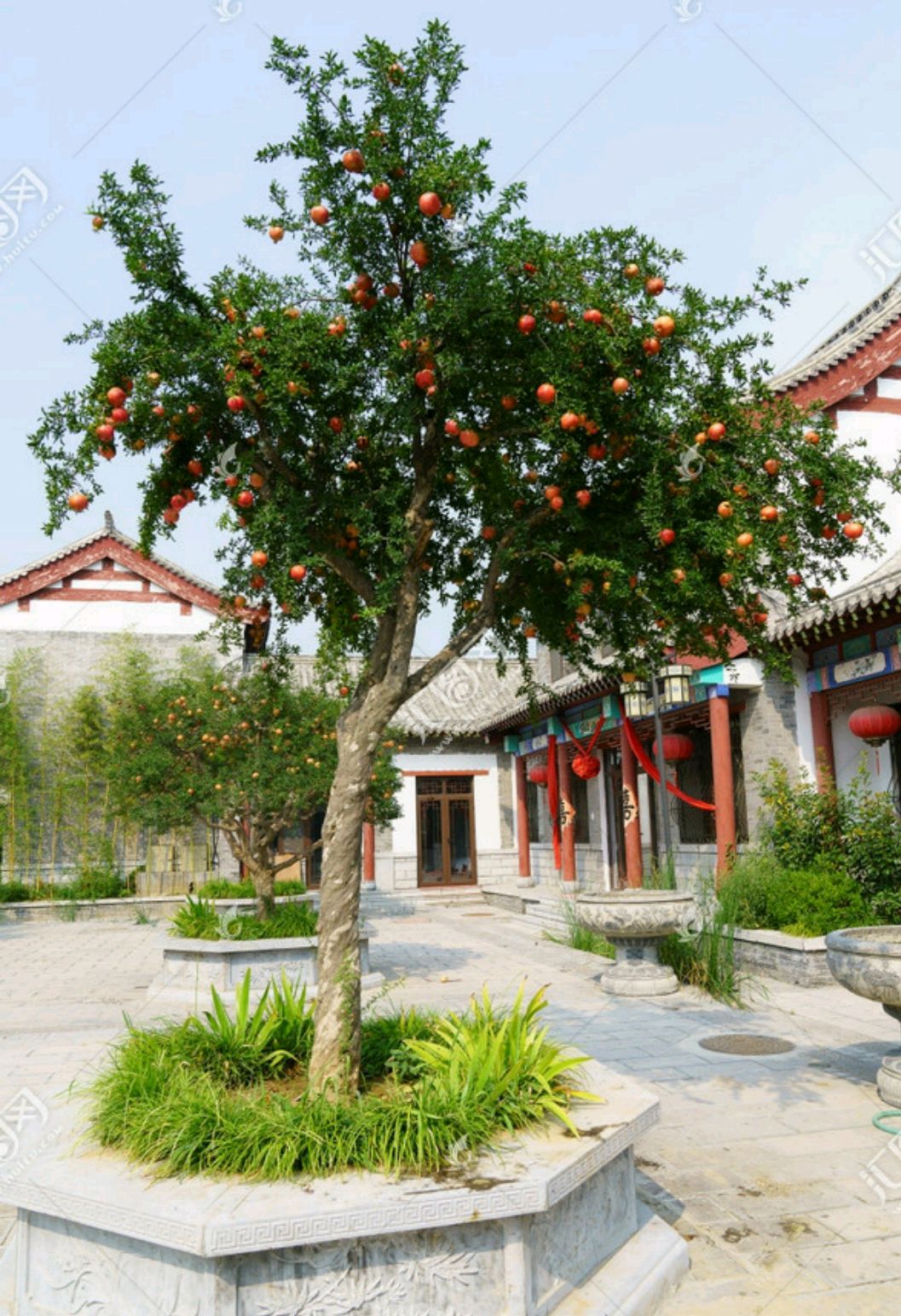 树形极好的几棵石榴树