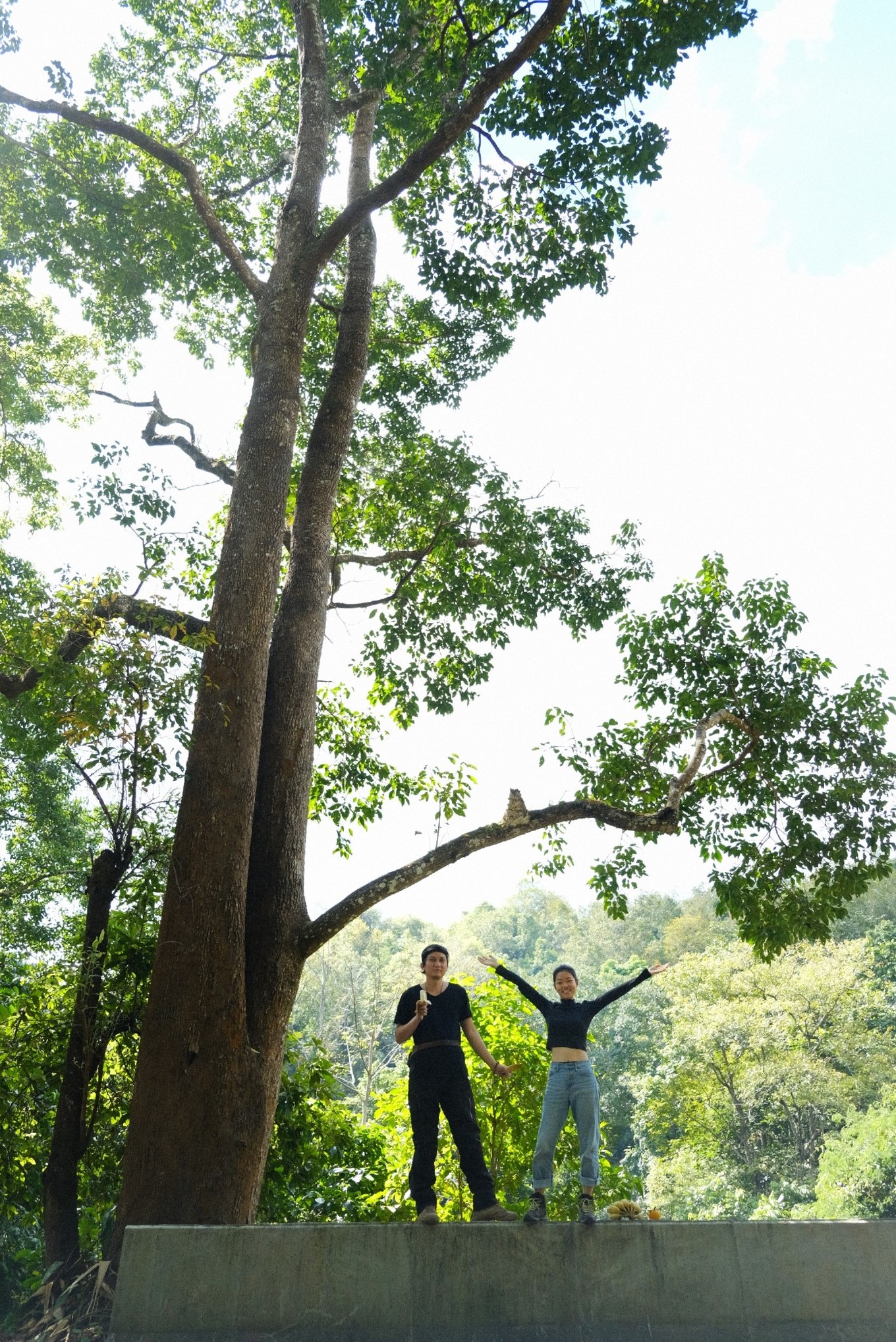 百年橡胶母树