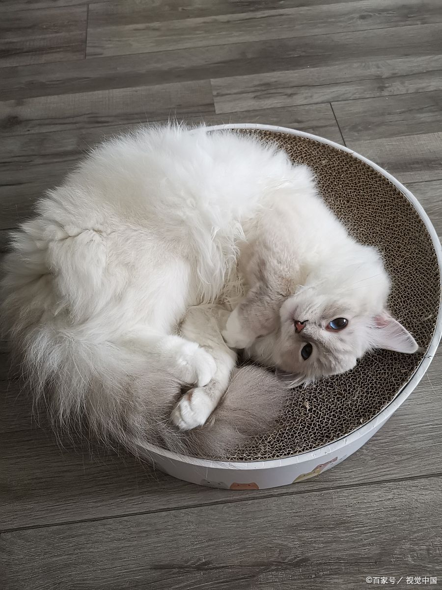 猫咪稳重大方,雌猫优雅华贵