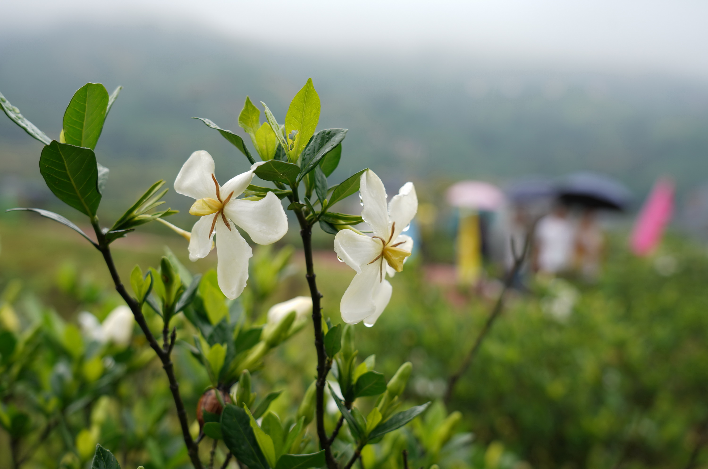 栀子花开 香满贯岭(3)