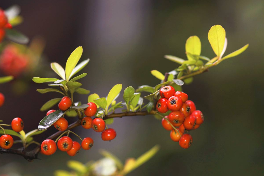 火棘树 - 热门商品专区