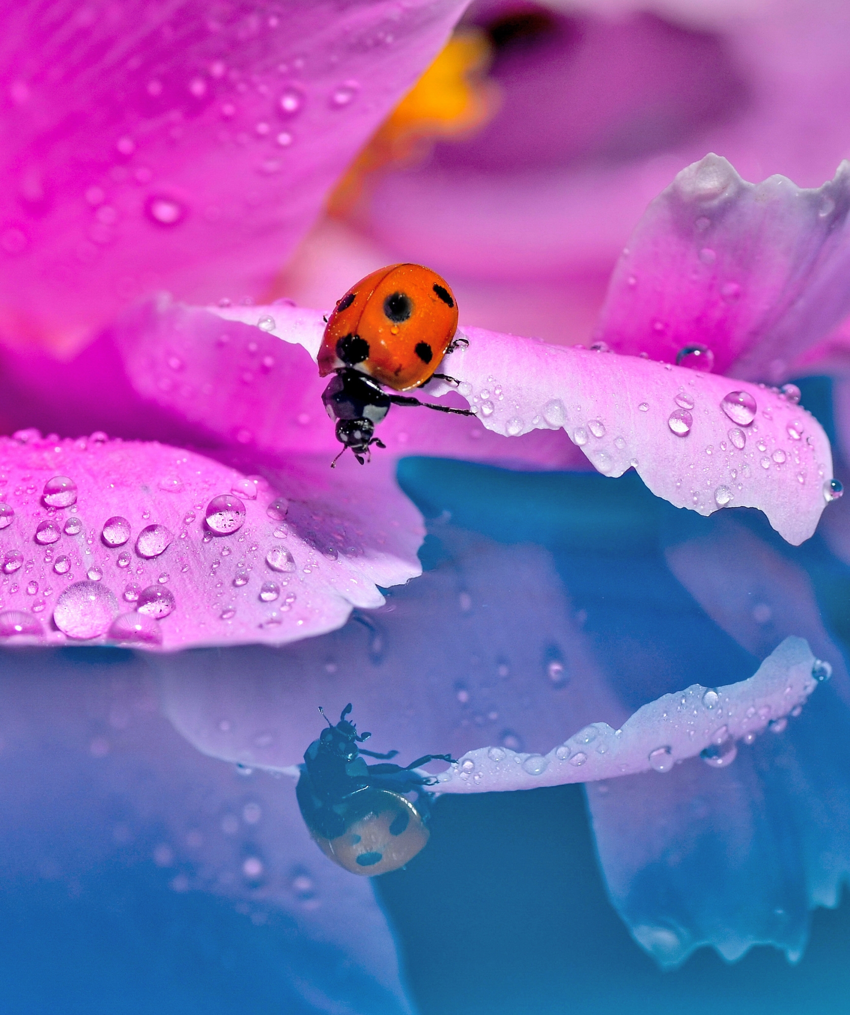 让你叹为观止的微观世界,带你领略曼妙的微观之美