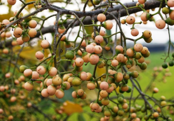 这种野果外形像山楂,一棵树能结果数万颗,果实还能用来榨油