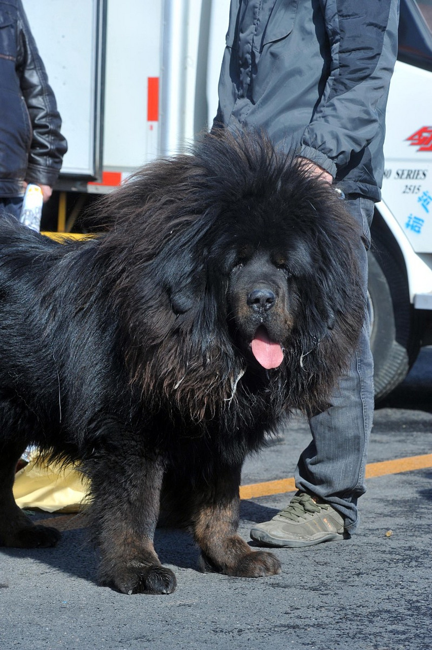 这种犬的毛发非常短密,呈现出独特的黑色和棕色相间