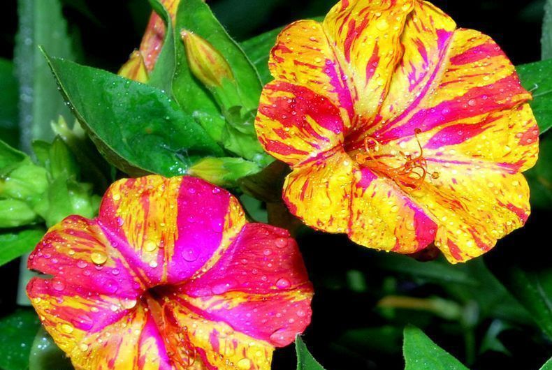 花卉胭脂花的花语和传说