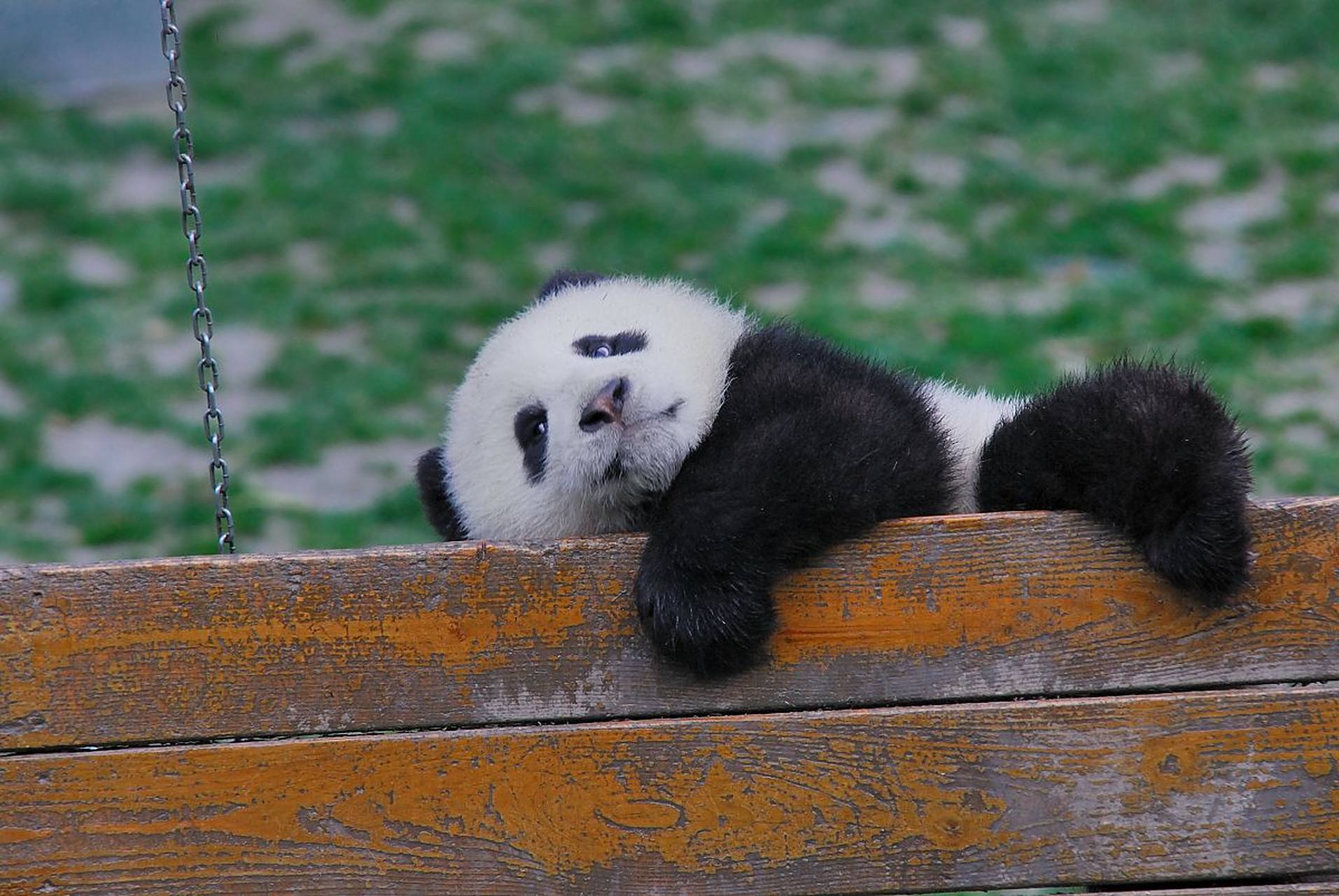 78#大熊猫# #那些冬天才