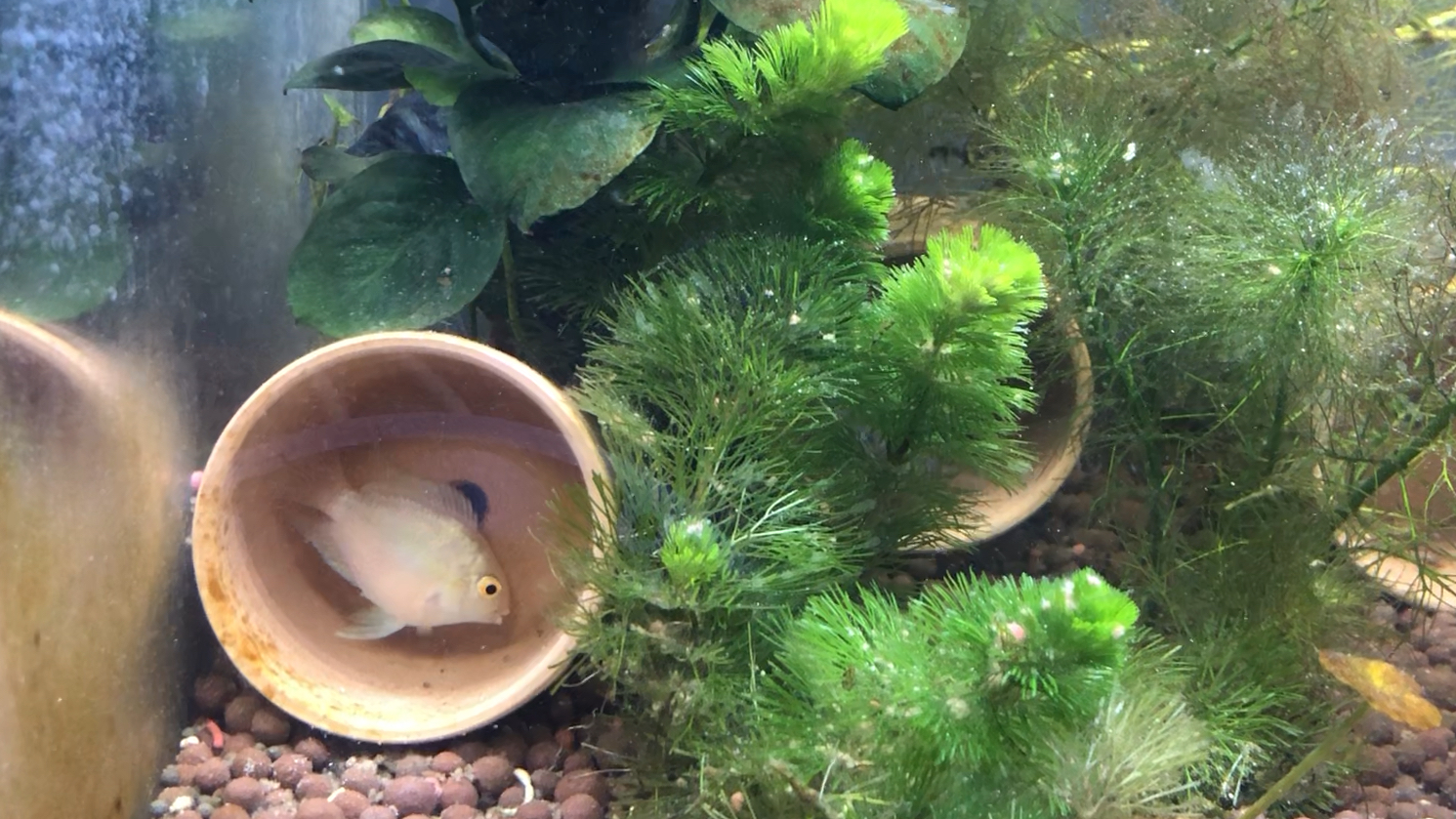 迷你鹦鹉鱼是受到了惊吓吗?把所有卵一颗一颗搬到了另一个窝里