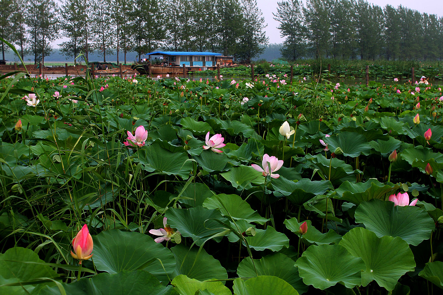 山东的微山湖风光无限,接天莲叶无穷碧,真是映日荷花别样红!