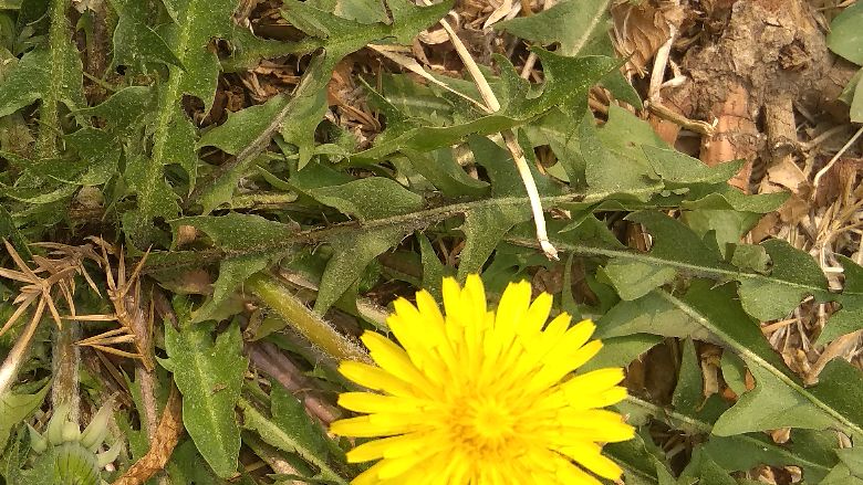 苦菜花很好看,别名蒲公英,我的老家称它婆婆丁