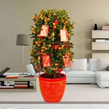 秋季盆栽"金钱橘":只需注意好这一点,冬天金桔挂满树!