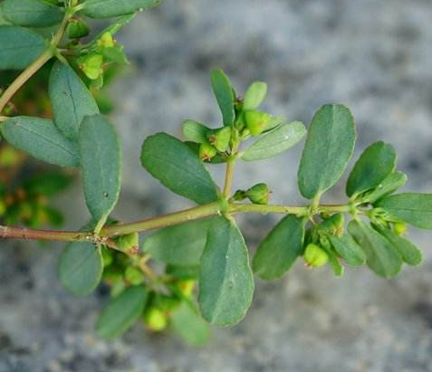 农村称为"牛奶草",曾经是农民们心头祸患,殊不知价值珍贵