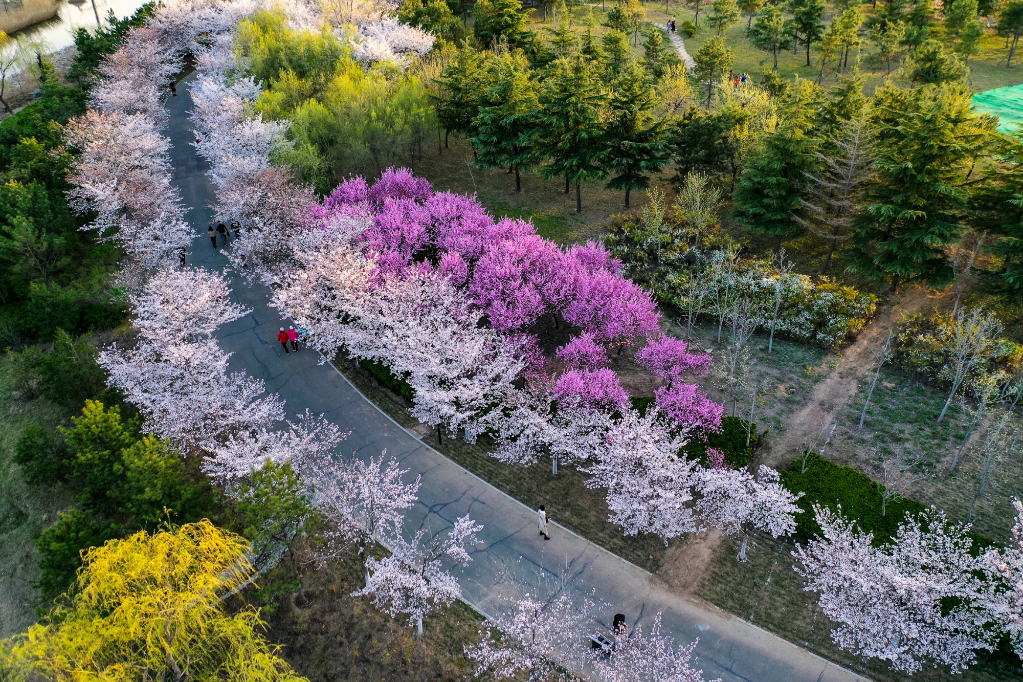 漫步在浞河樱花大道,真的宛如进入了一片仙境之地