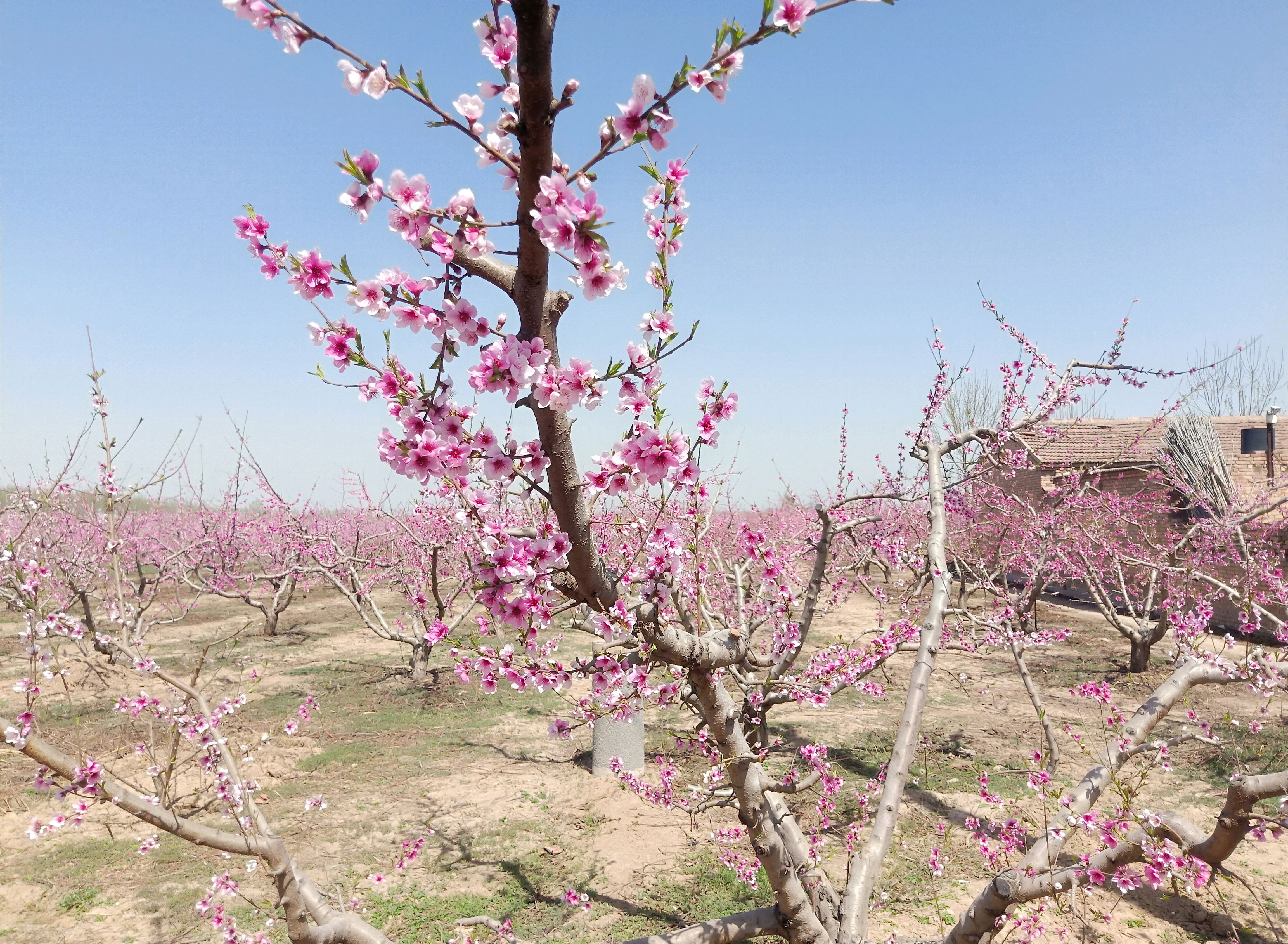 偶遇一片桃花园,就像进入了陶渊明描写的《桃花源记》场景!
