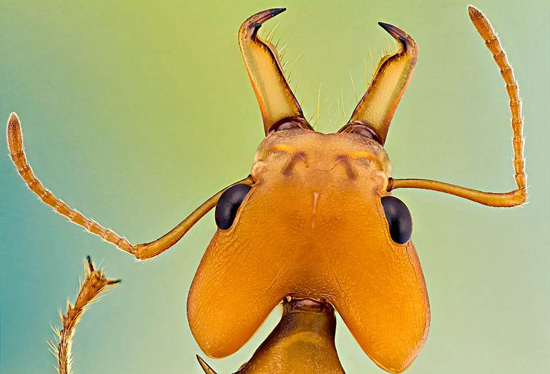 不仅如此,切叶蚁也是世界上仅次于人类的,拥有复杂社会系统的群落.