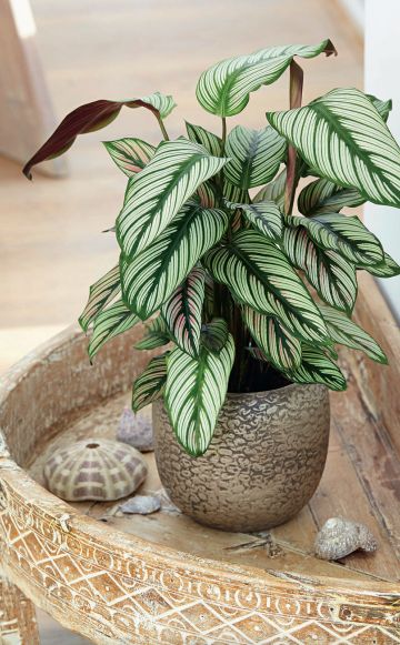 龙血树: 龙血树别名:升级兰,马骡蔗树,狭叶龙血树,长花龙血树,不才树