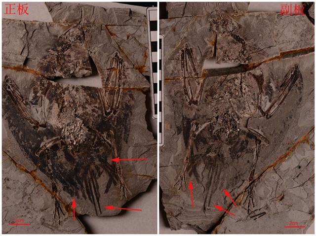 《pnas》刊发临沂大学王孝理教授,郑晓廷教授古生物研究新成果