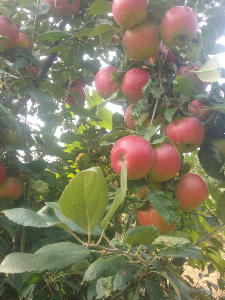 苹果树的气味图片